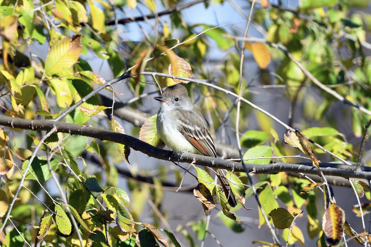 Ash-throated Flycatcher - ML611556955