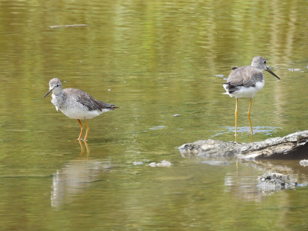 Lesser Yellowlegs - ML611556999