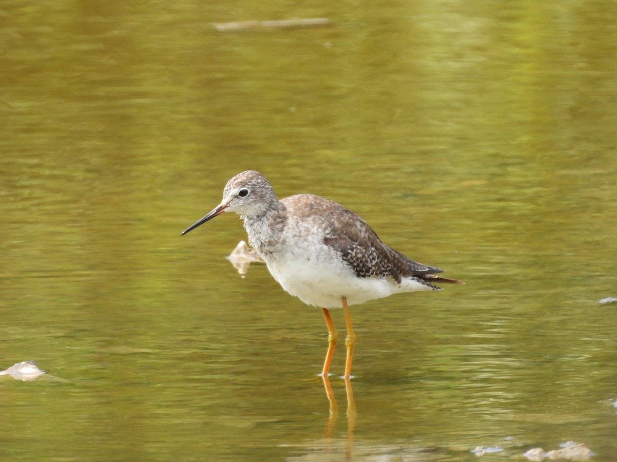 Lesser Yellowlegs - ML611557000