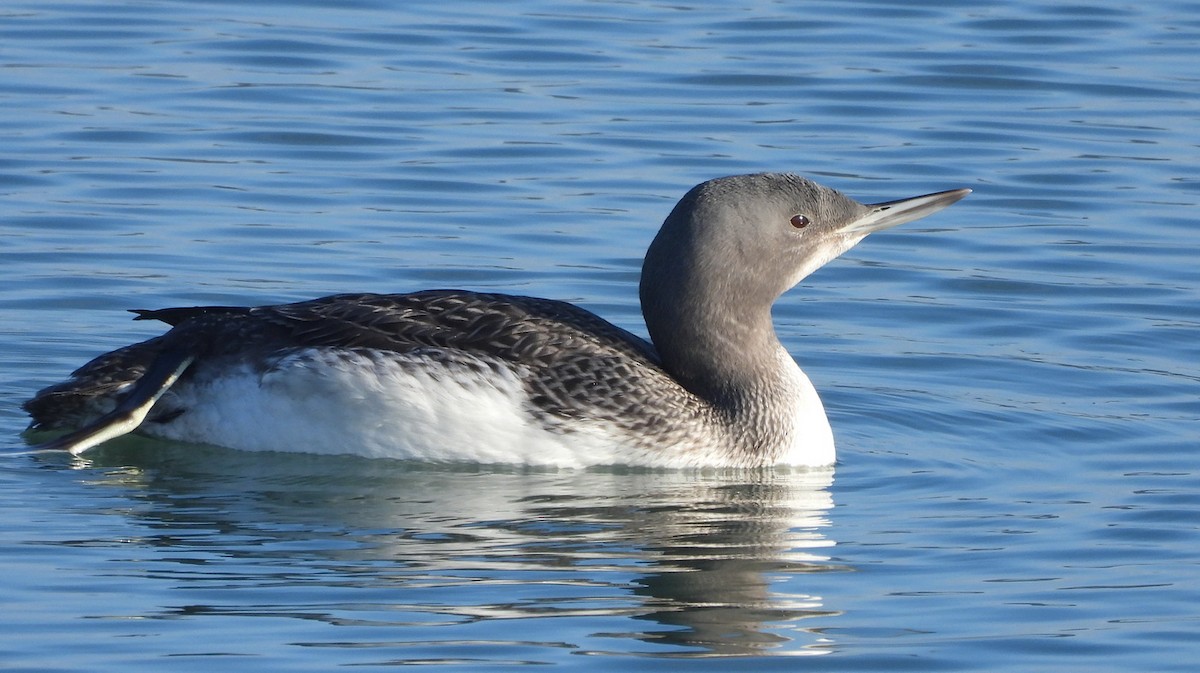 Red-throated Loon - ML611557031