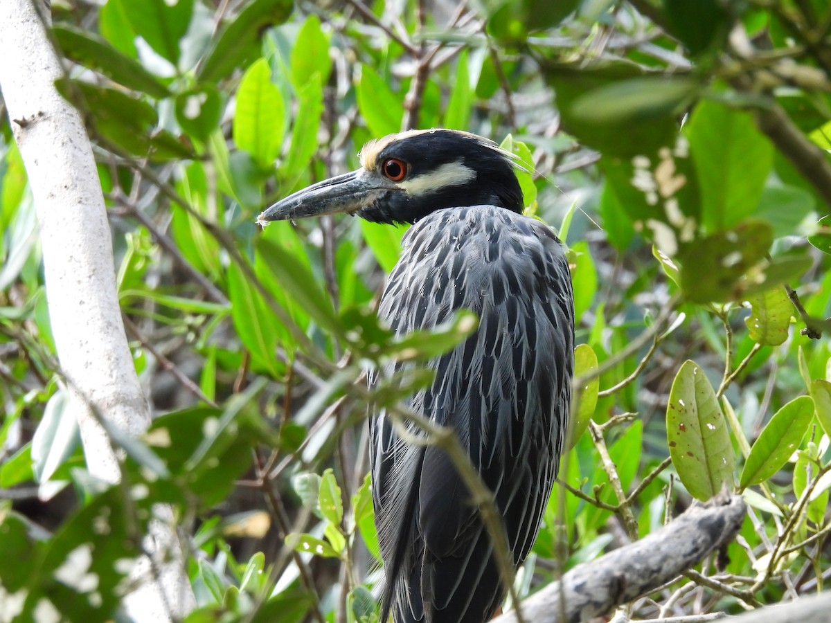 Yellow-crowned Night Heron - ML611557035