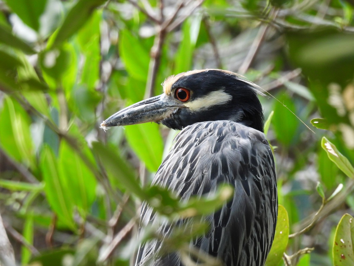 Yellow-crowned Night Heron - ML611557036