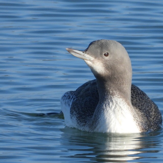 Red-throated Loon - ML611557037