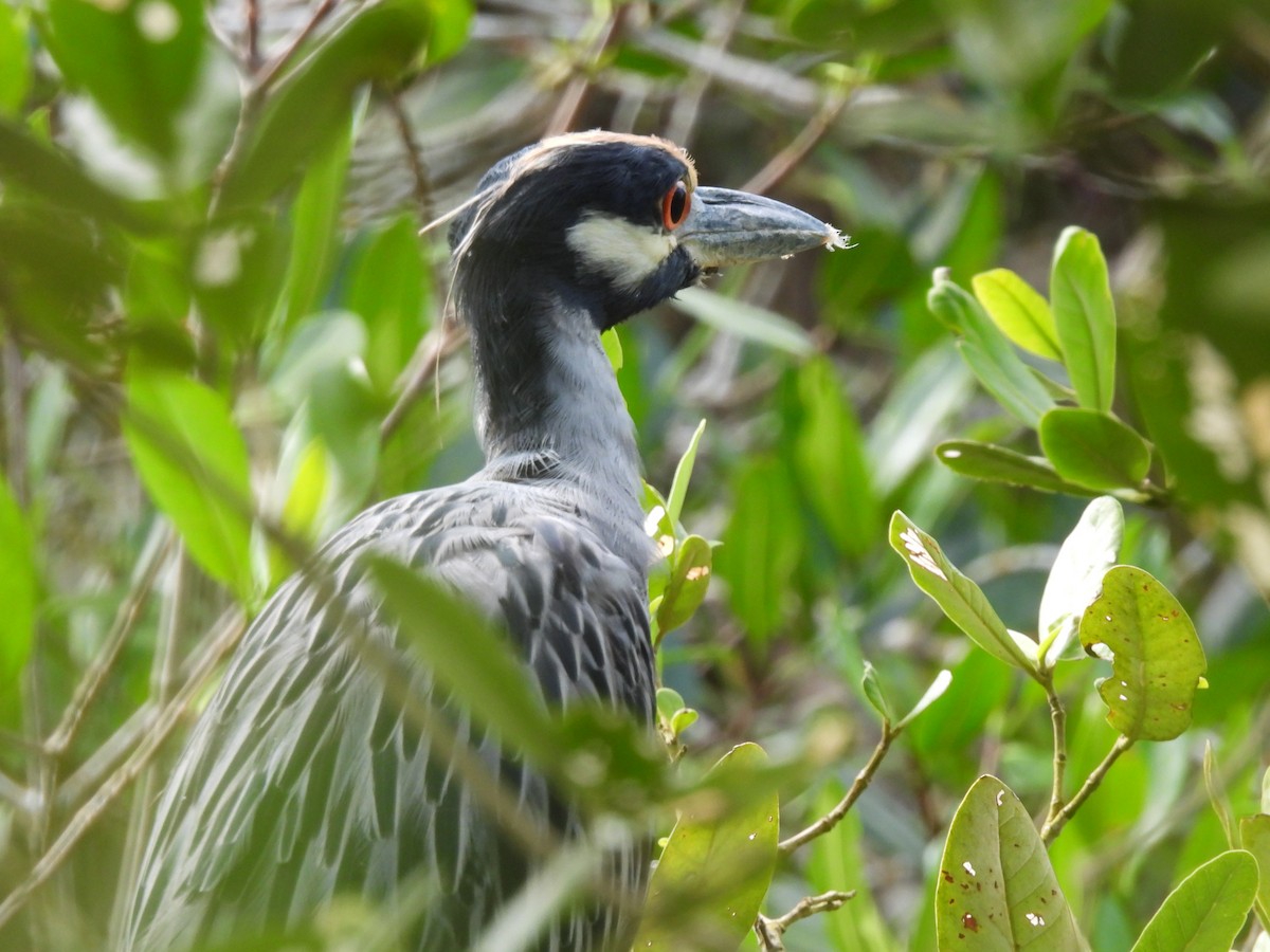 Yellow-crowned Night Heron - ML611557038