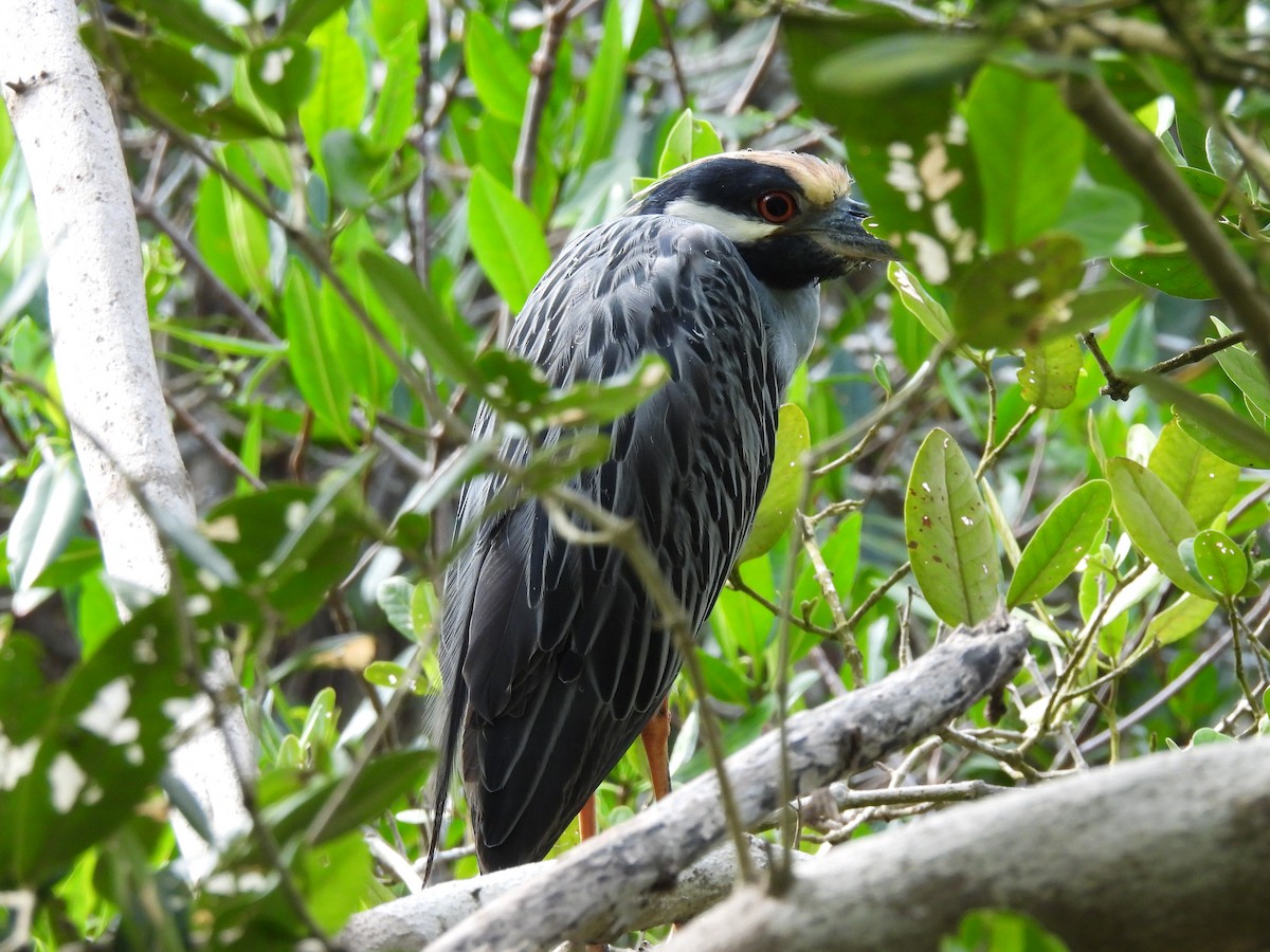 Yellow-crowned Night Heron - ML611557047