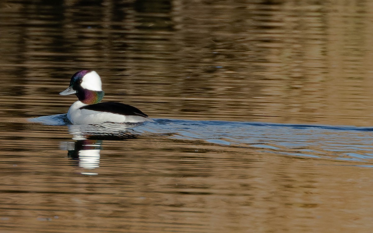 Bufflehead - ML611557117