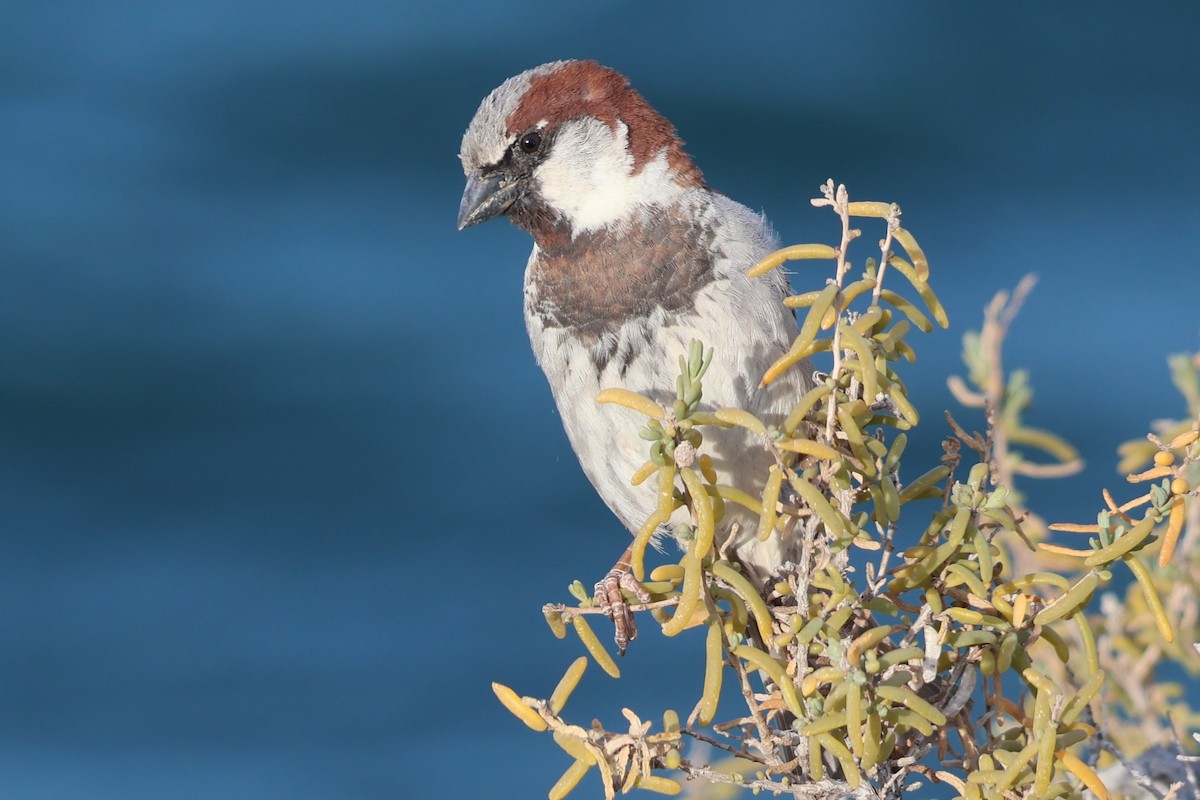 House Sparrow - Daniel Ruzzante