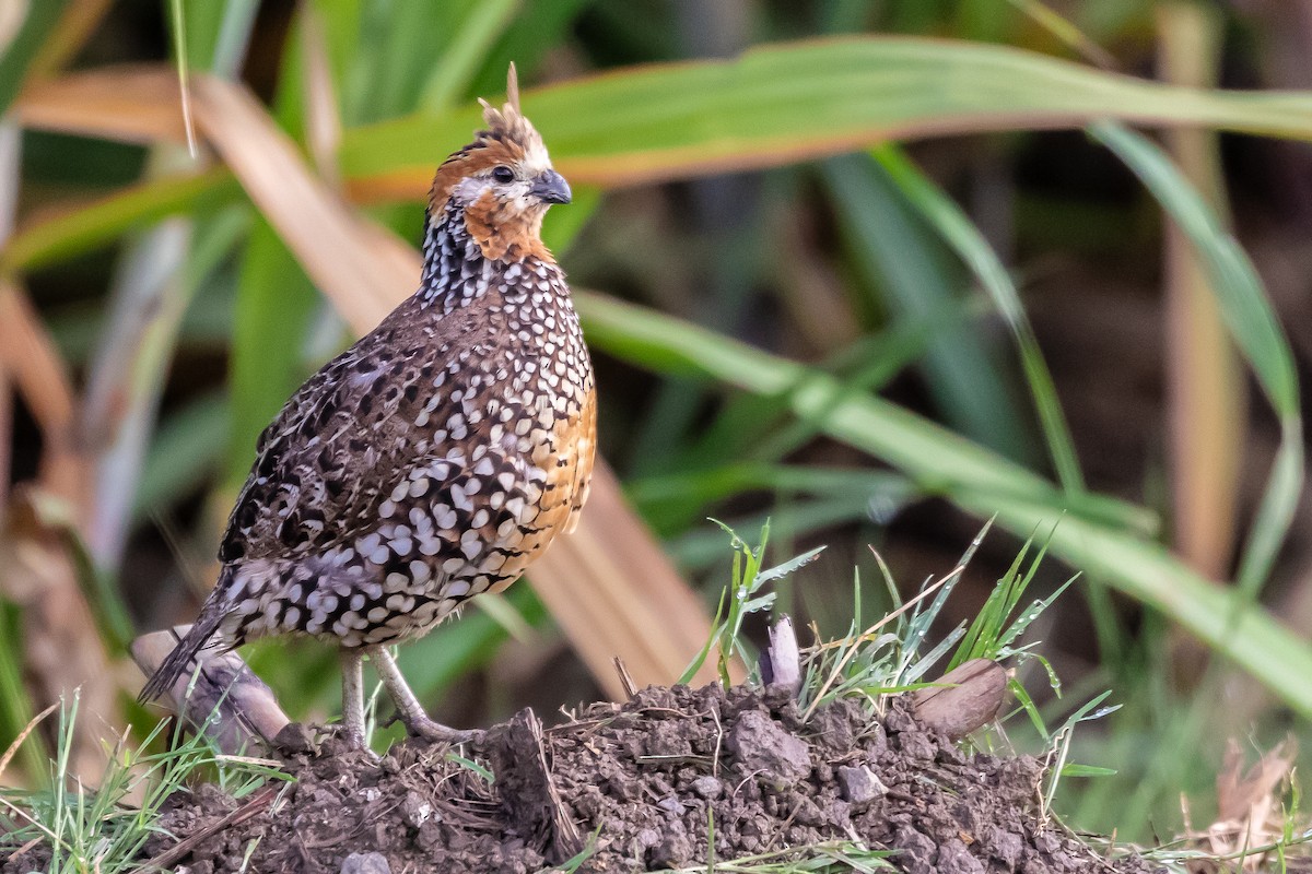 Crested Bobwhite - ML611557276