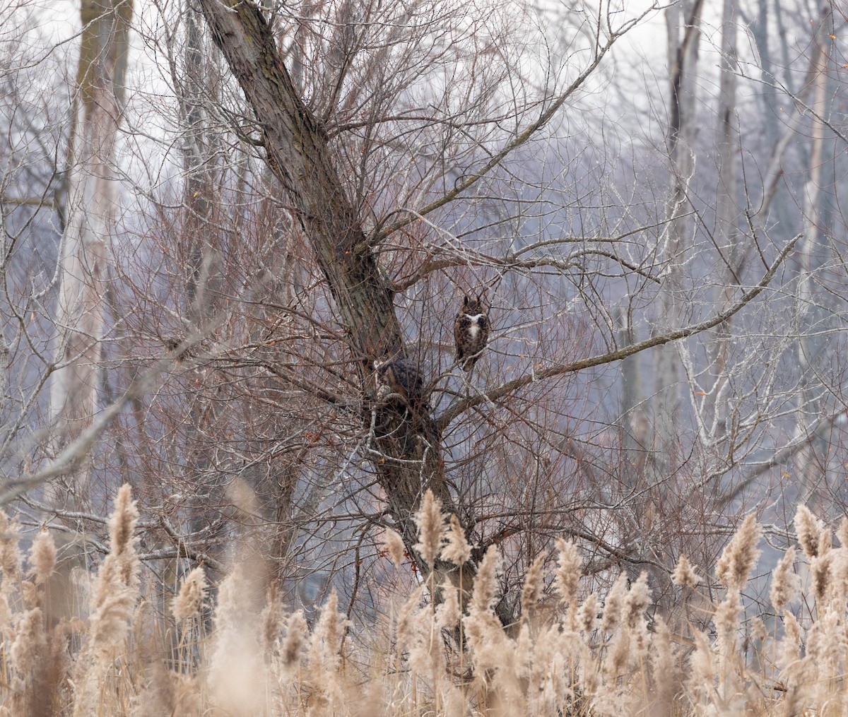 Great Horned Owl - ML611557362