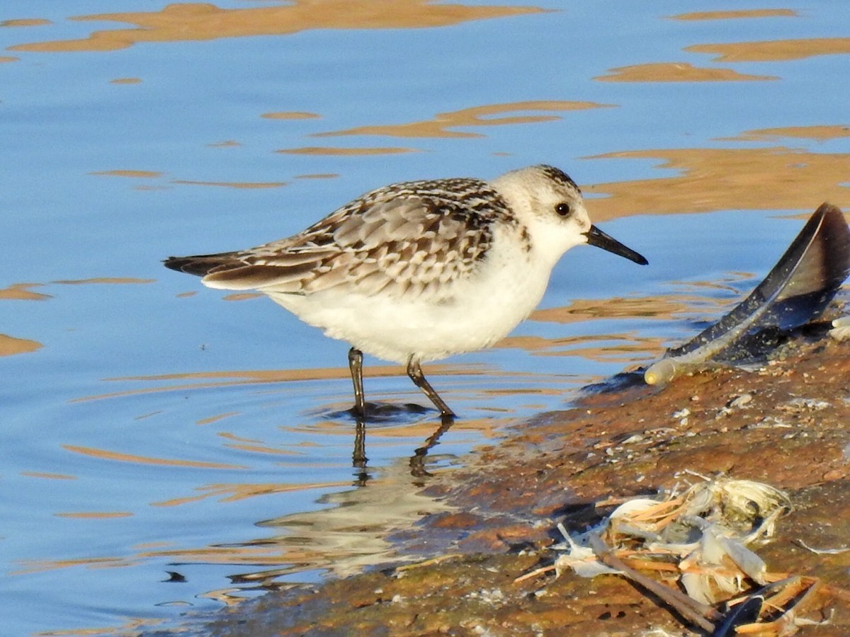 Bécasseau sanderling - ML611557368