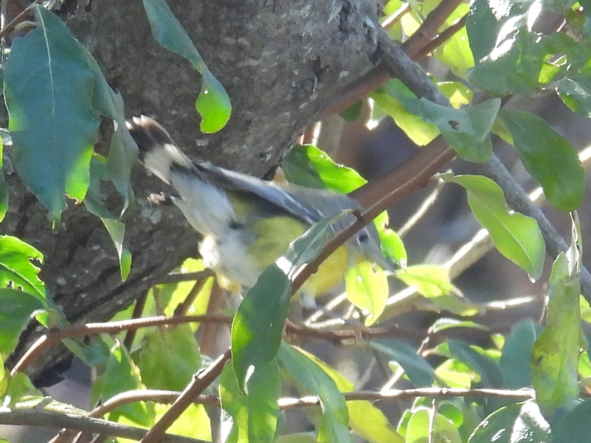 Magnolia Warbler - ML611557409