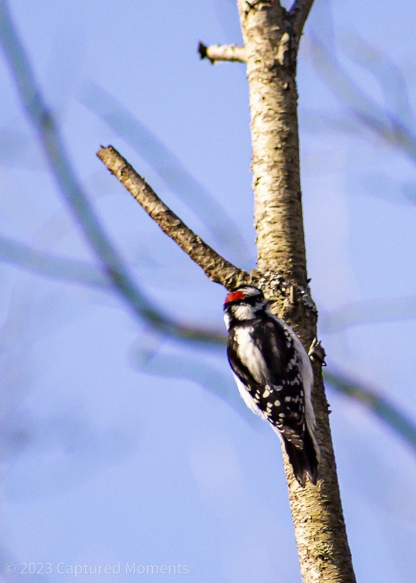 Downy Woodpecker - Claire Allgoewer