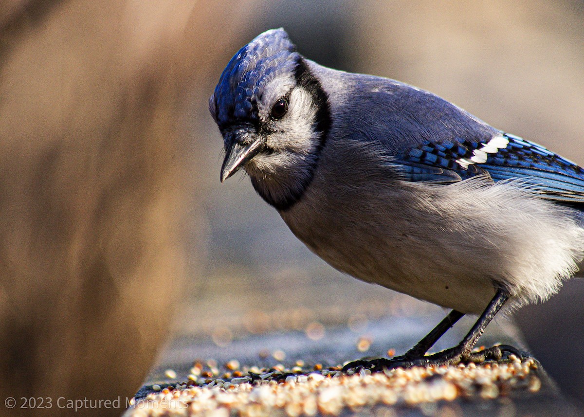 Blue Jay - Claire Allgoewer