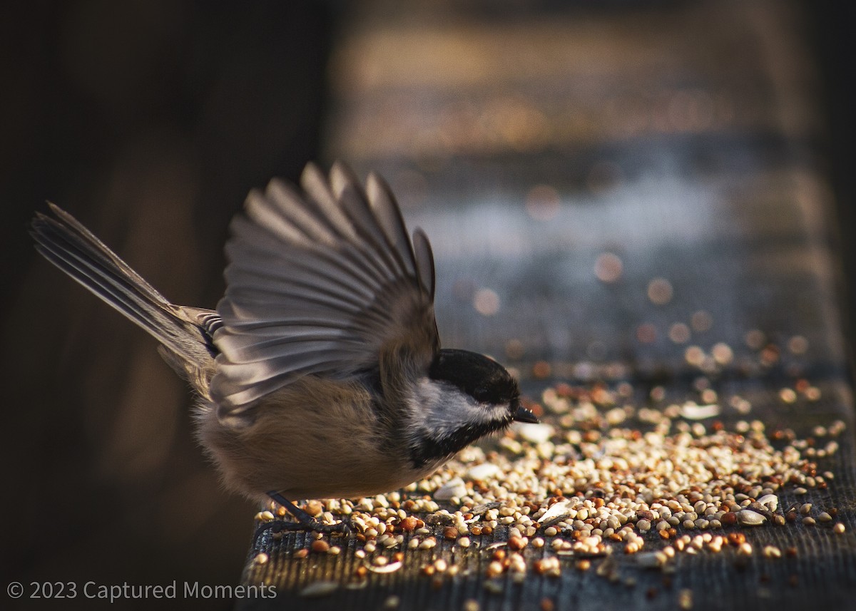 Black-capped Chickadee - Claire Allgoewer