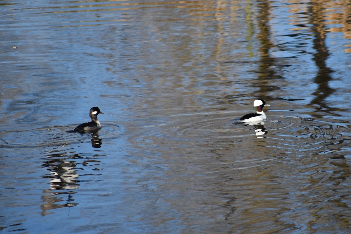 Bufflehead - ML611557438