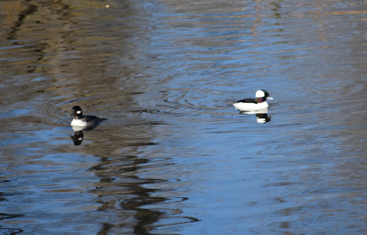 Bufflehead - ML611557440