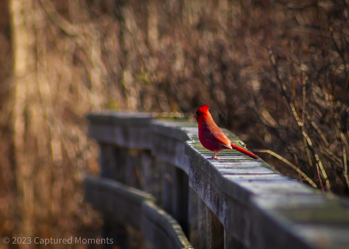 Northern Cardinal - Claire Allgoewer