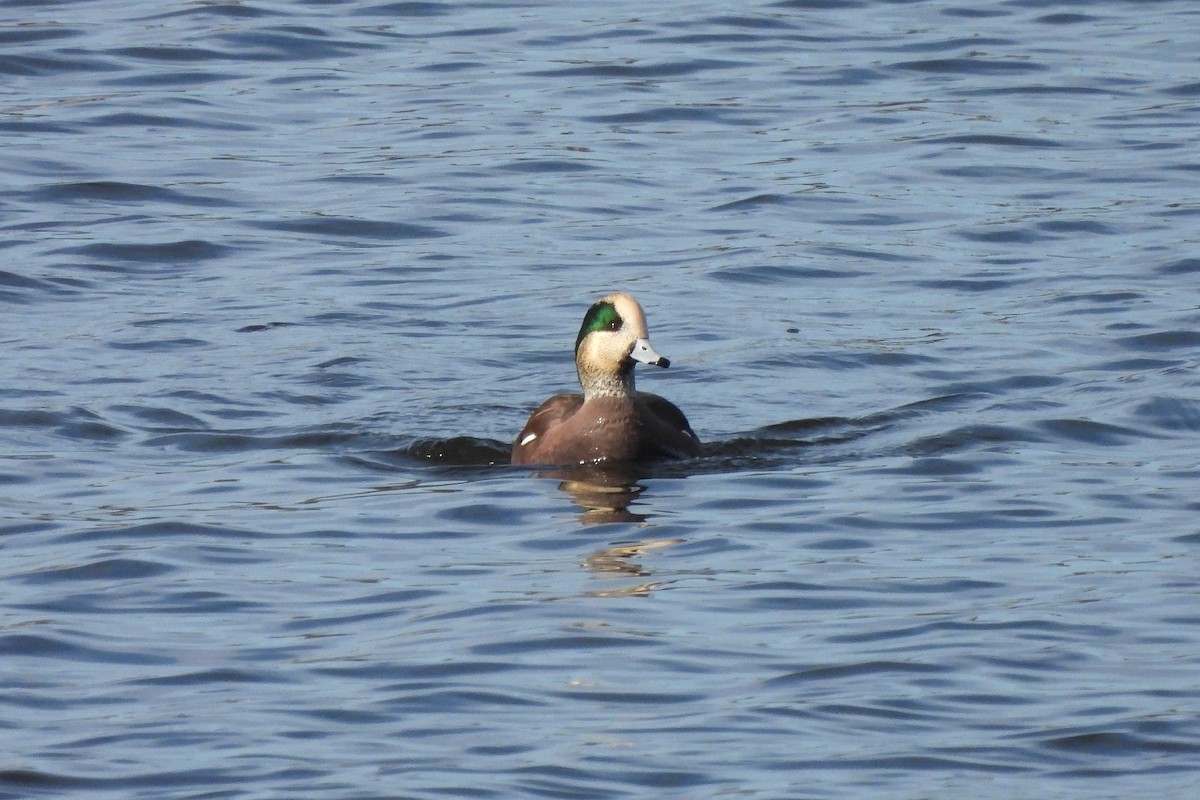 American Wigeon - ML611557467