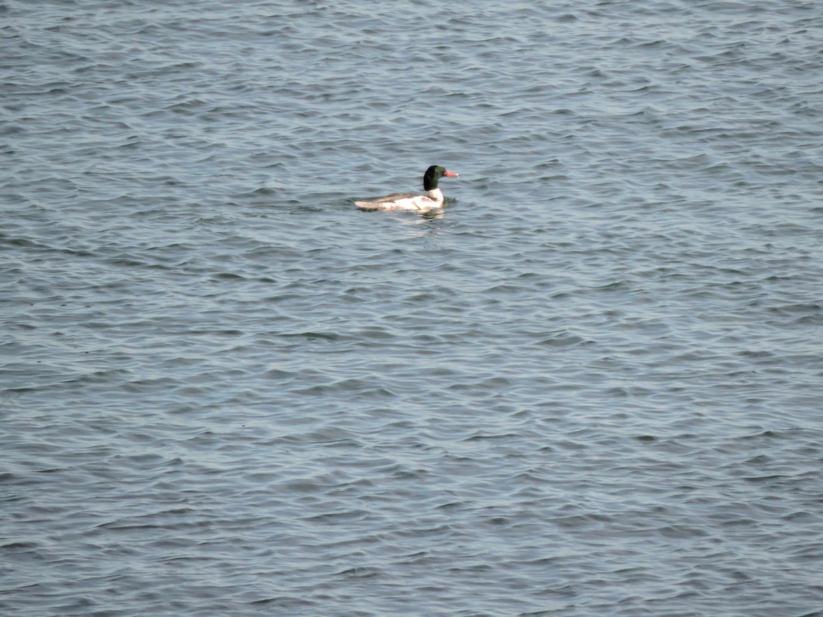 Common Merganser - Luis Mendes