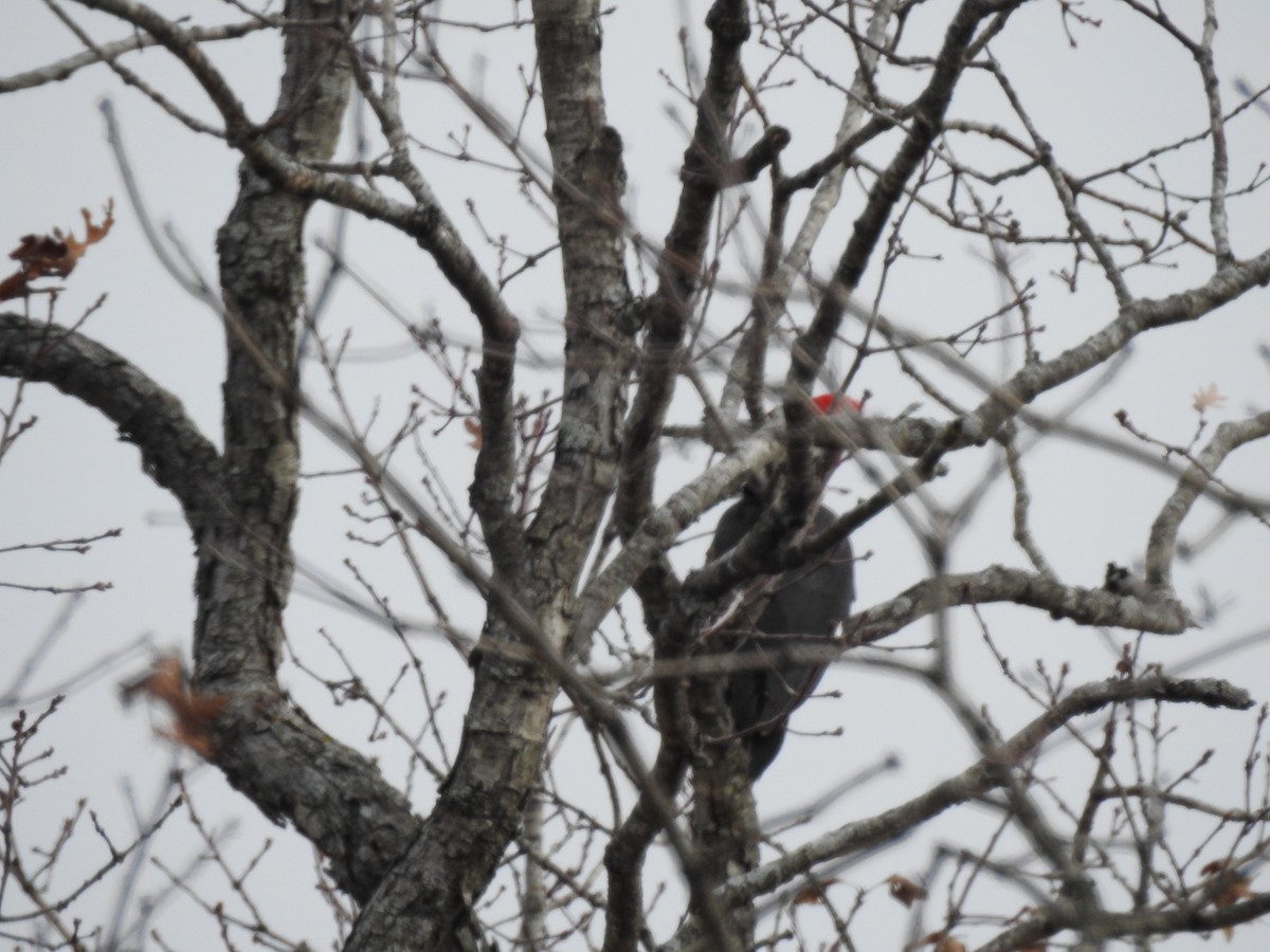 Pileated Woodpecker - ML611557574