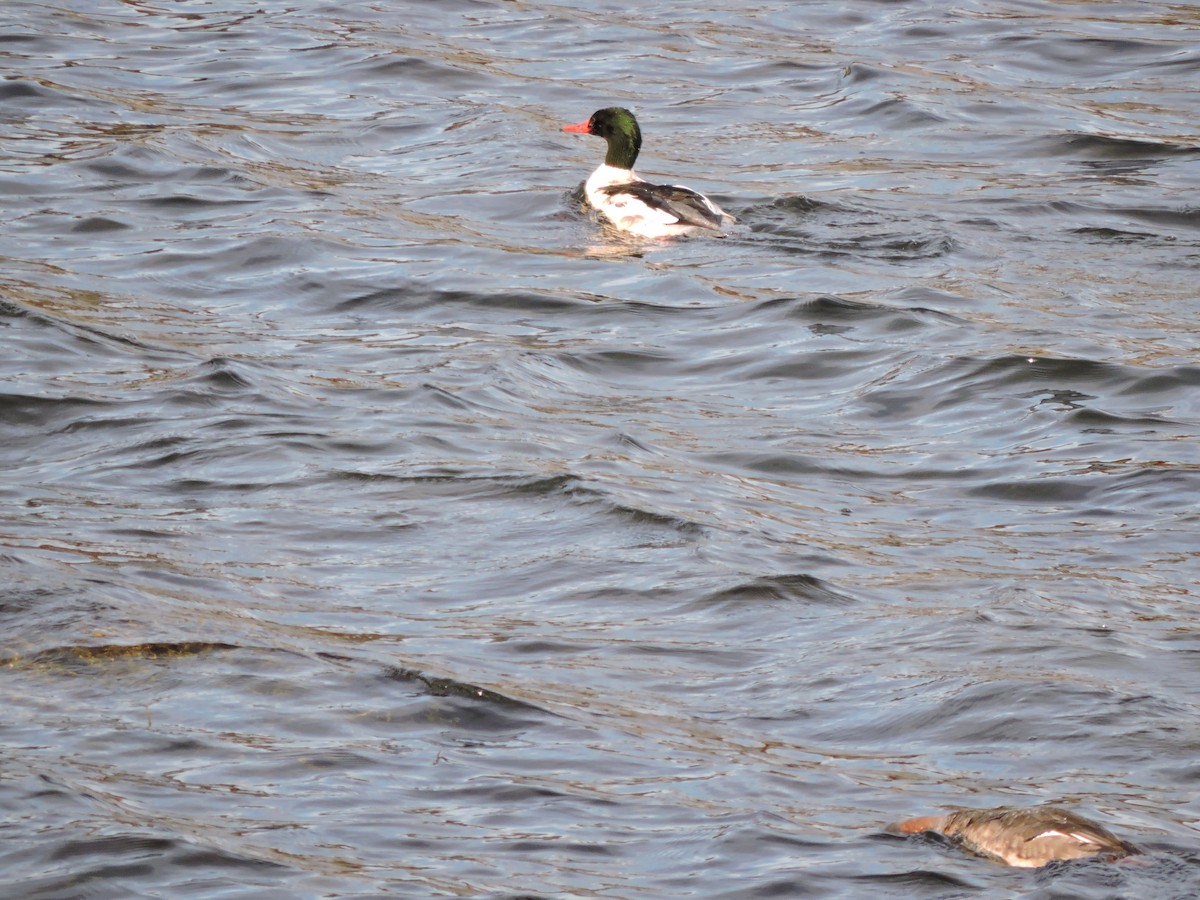 Common Merganser - Luis Mendes