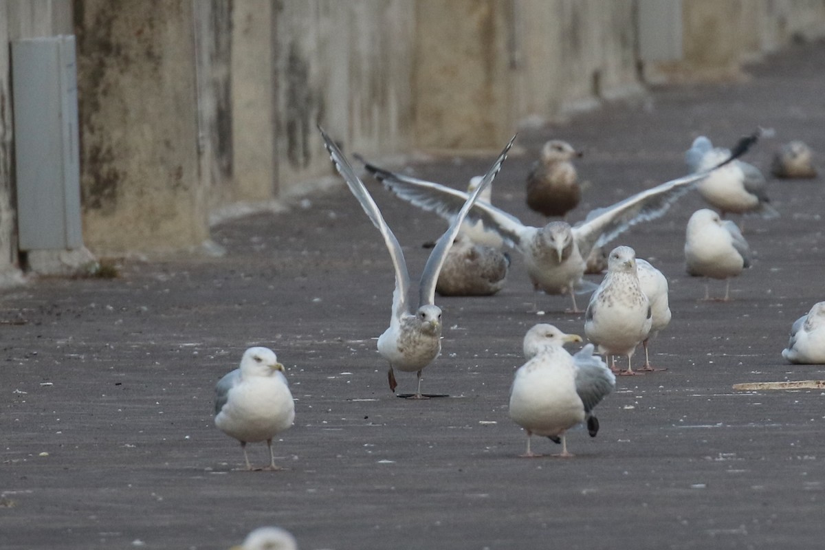 Gaviota Groenlandesa (thayeri) - ML611557684