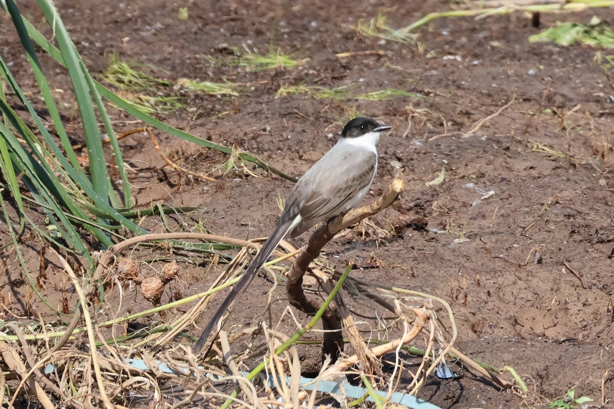 Fork-tailed Flycatcher - ML611557822