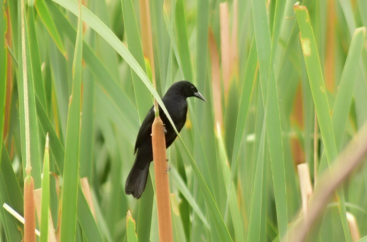 Unicolored Blackbird - ML611557882