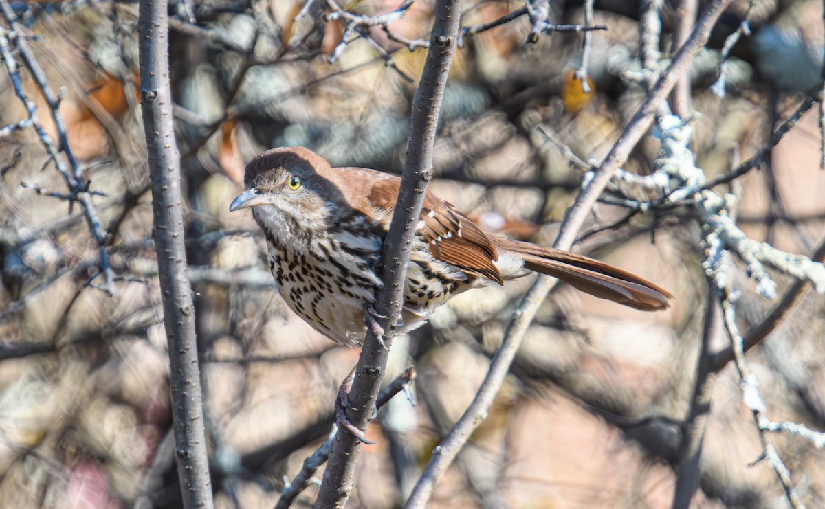 Brown Thrasher - Bert Filemyr