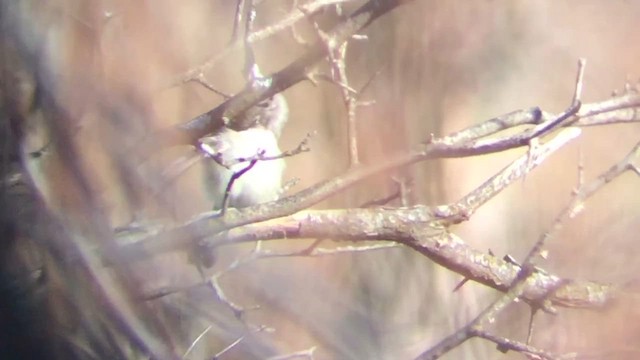 Gray Flycatcher - ML611558043