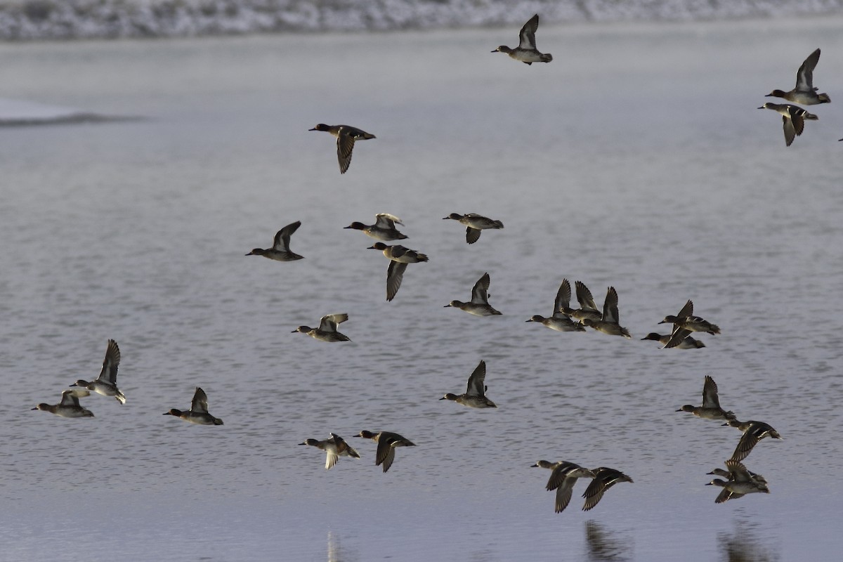 Green-winged Teal - ML611558143