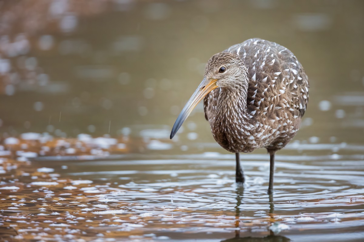 Limpkin - ML611558175