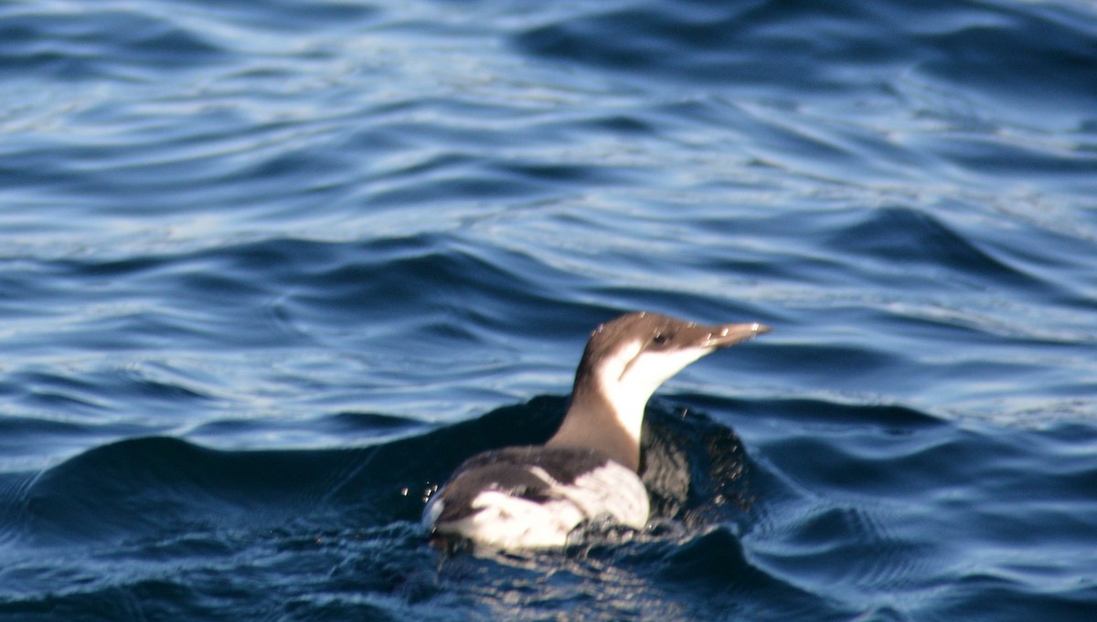 Common Murre - ML611558194