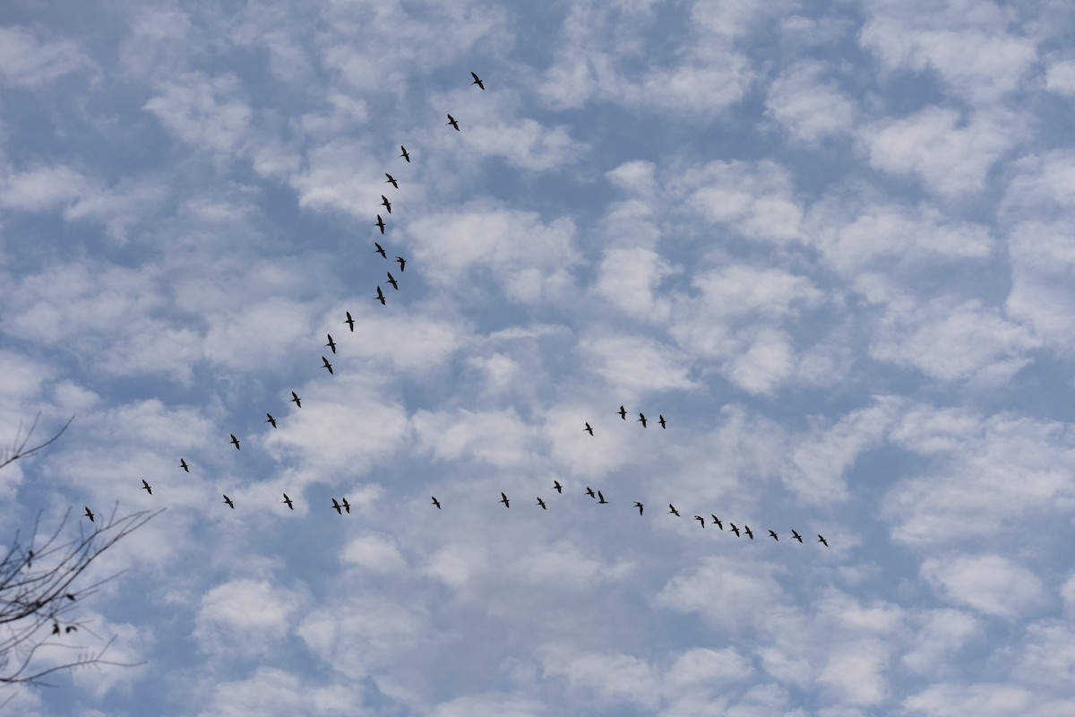 Nashornpelikan - ML611558325