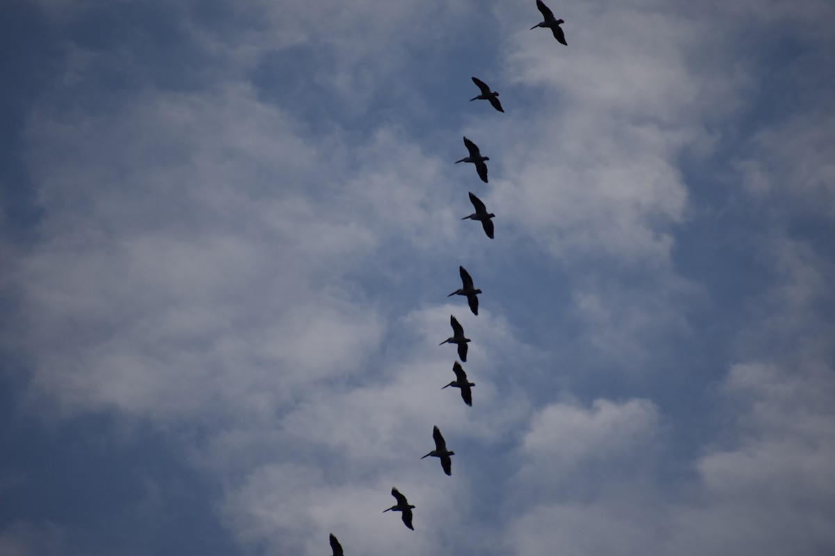 Nashornpelikan - ML611558326