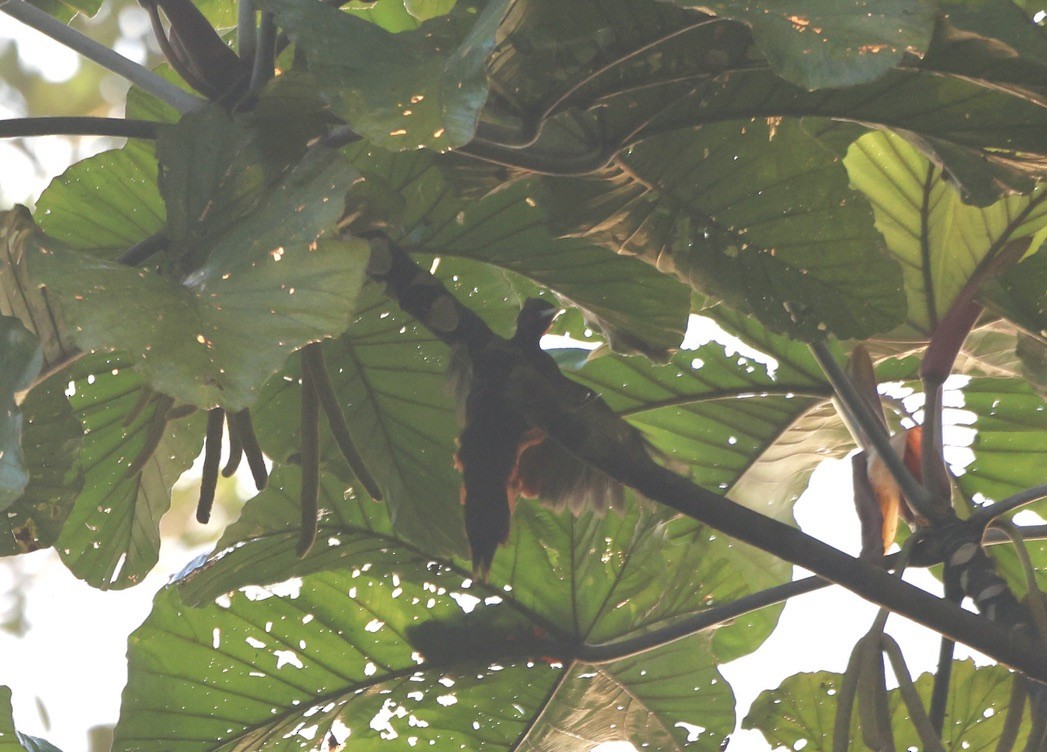Rufous-headed Woodpecker - Keith Maley