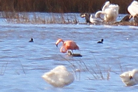 Flamant des Caraïbes - ML611558347