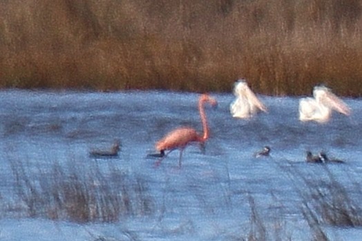 Flamant des Caraïbes - ML611558348