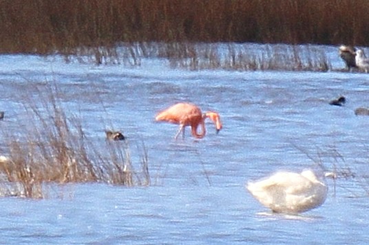 Flamant des Caraïbes - ML611558350