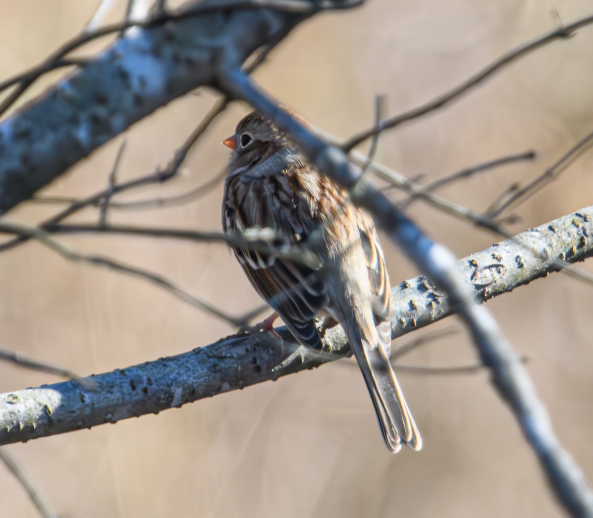 Field Sparrow - ML611558364