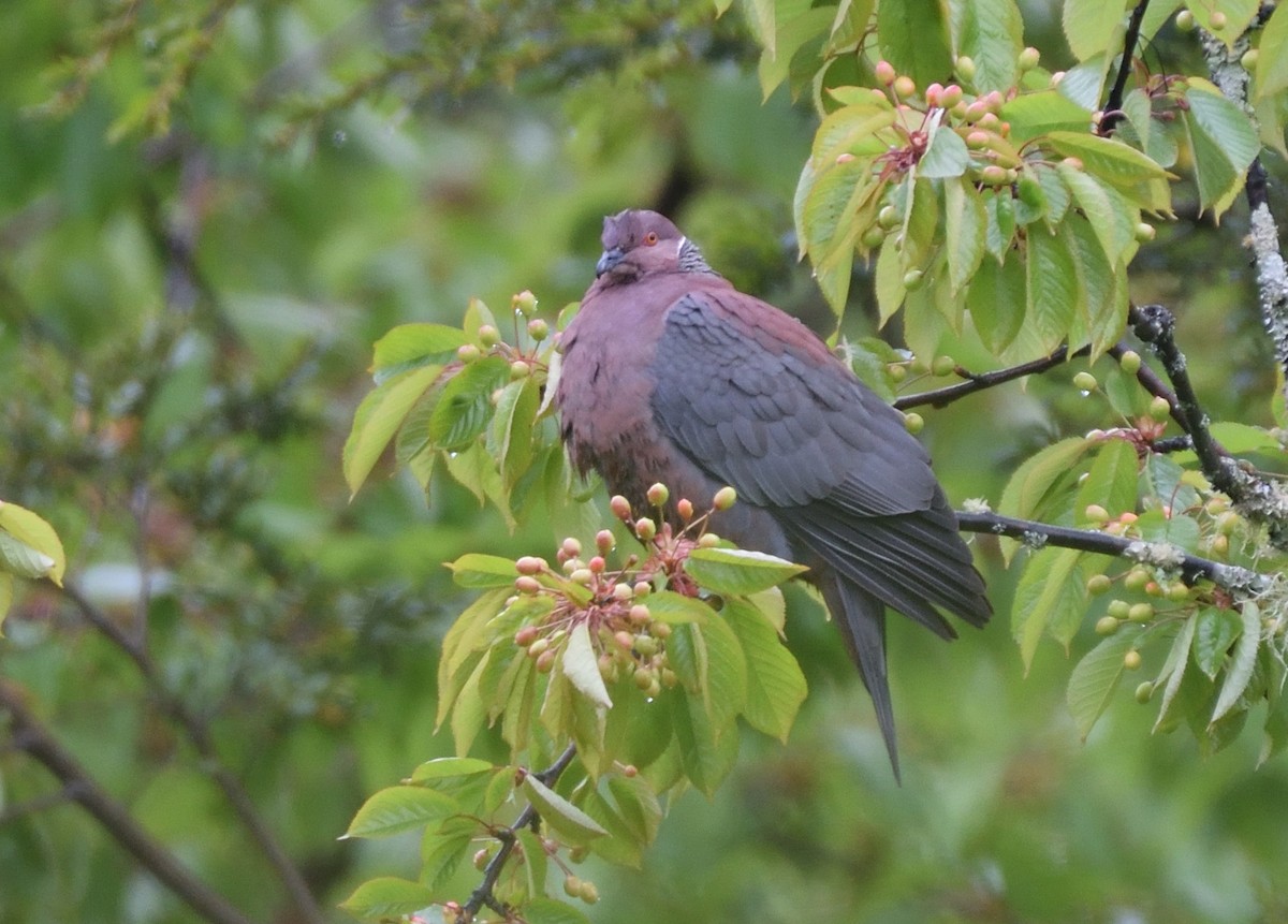 Chilean Pigeon - ML611558369