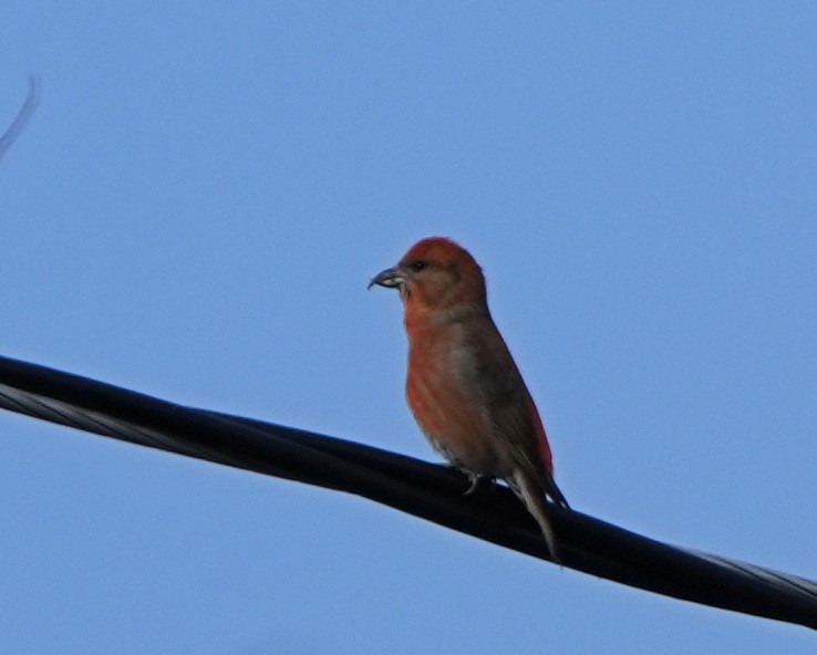 Red Crossbill - Rick Snider