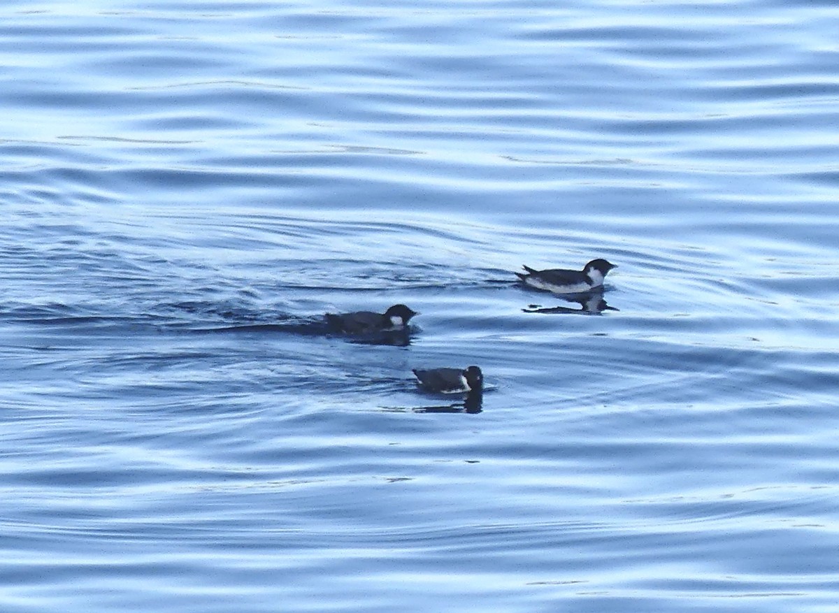 Ancient Murrelet - ML611558443