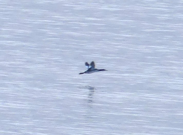 loon sp. - ML611558482