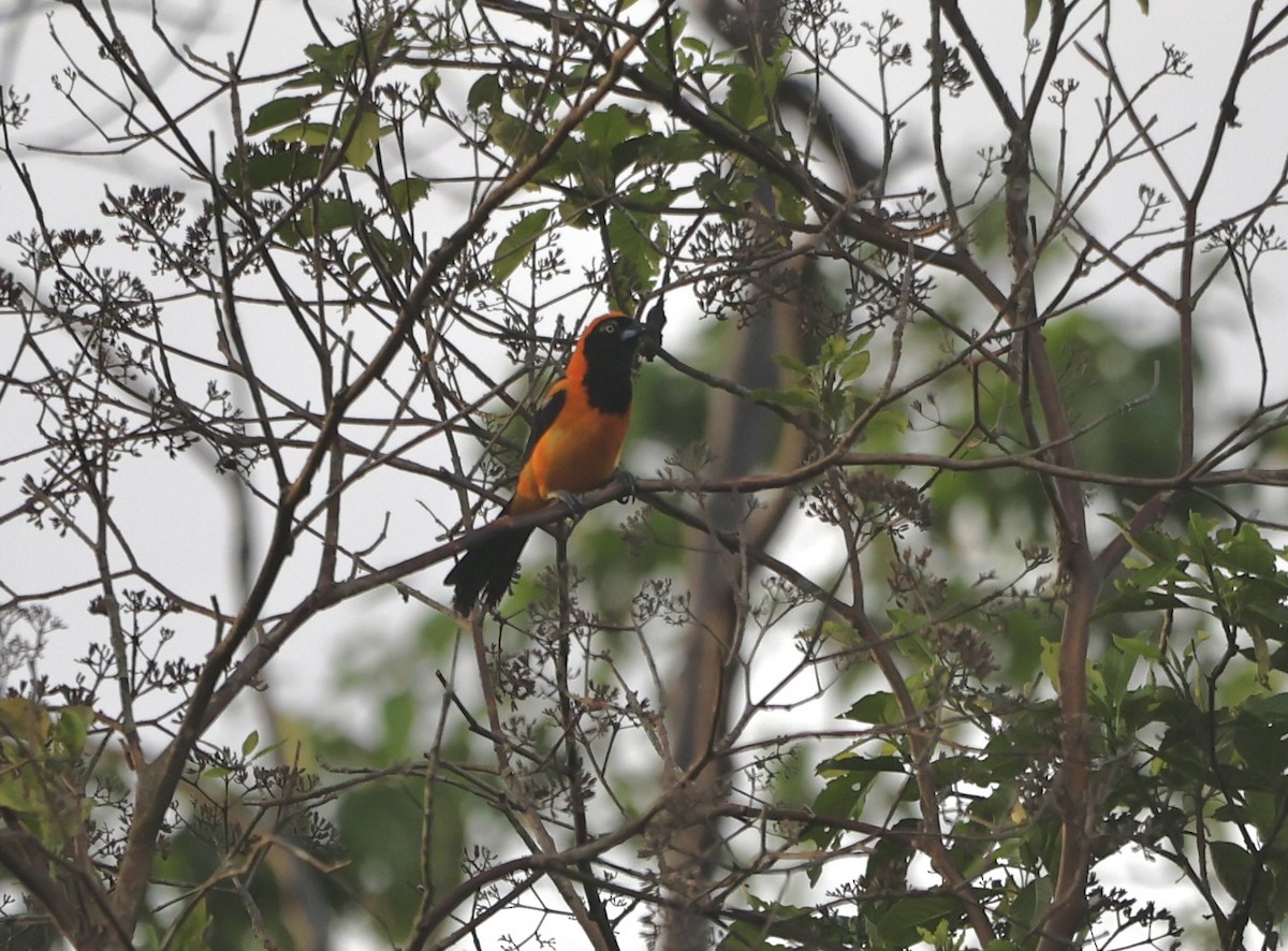 Orange-backed Troupial - ML611558484