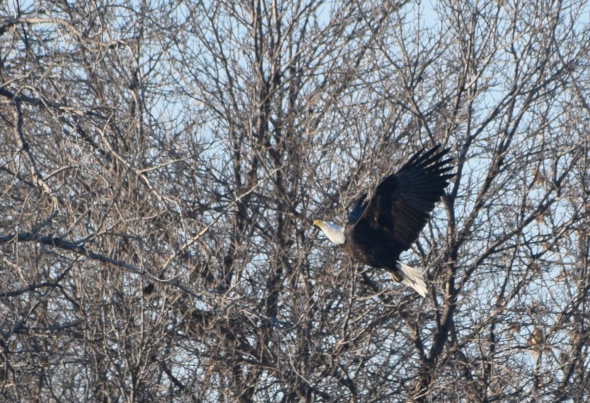 Bald Eagle - ML611558510