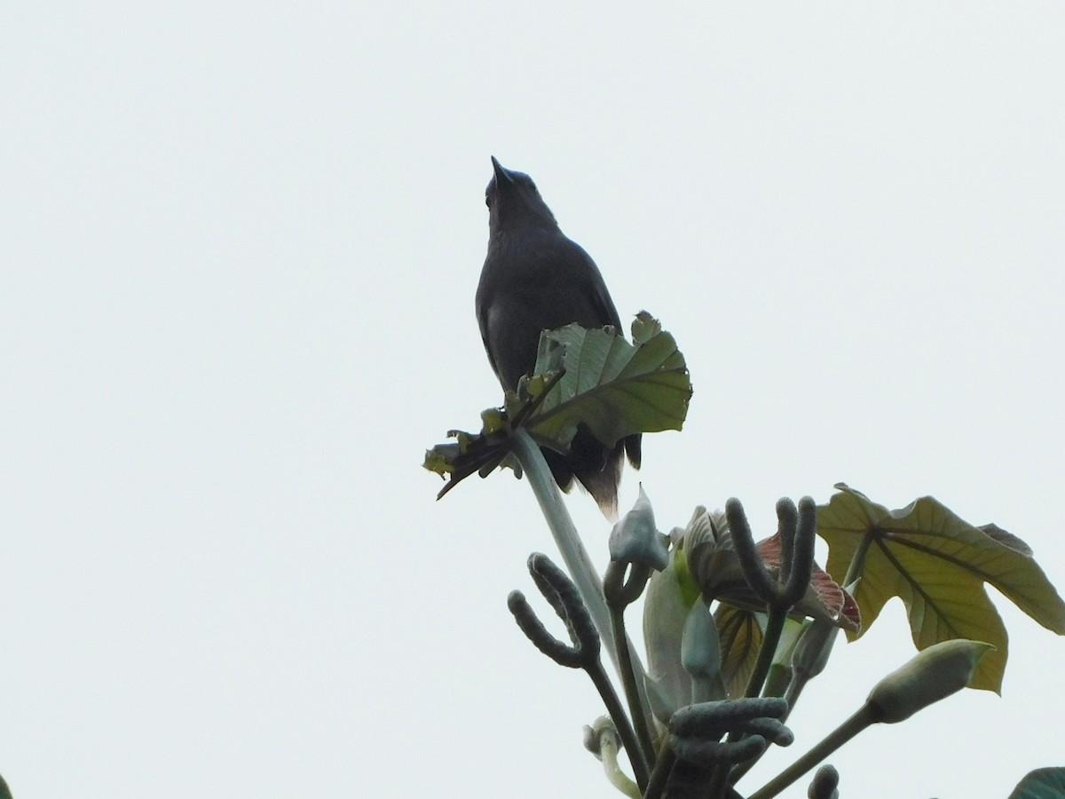 Gray Catbird - ML611558511