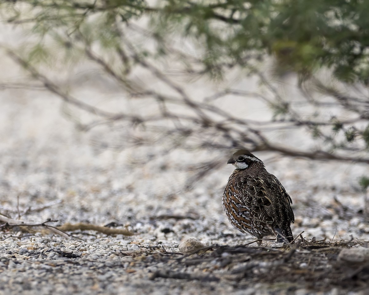 Northern Bobwhite - ML611558547