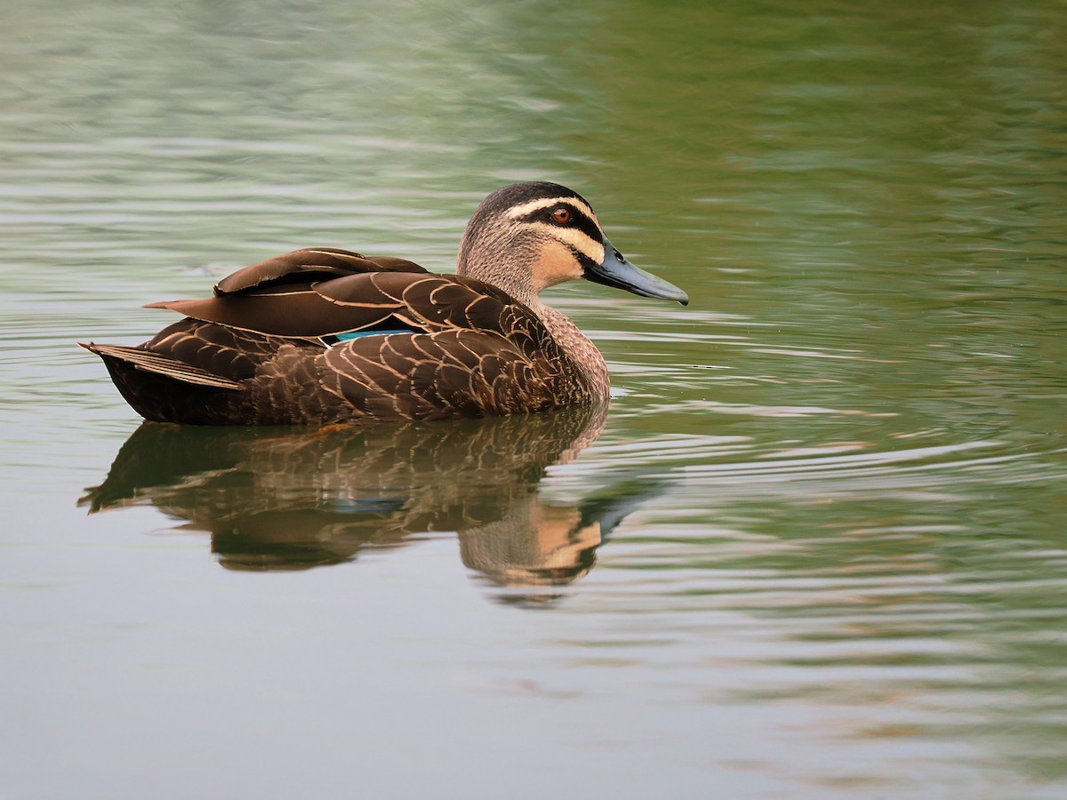 Pacific Black Duck - ML611558555