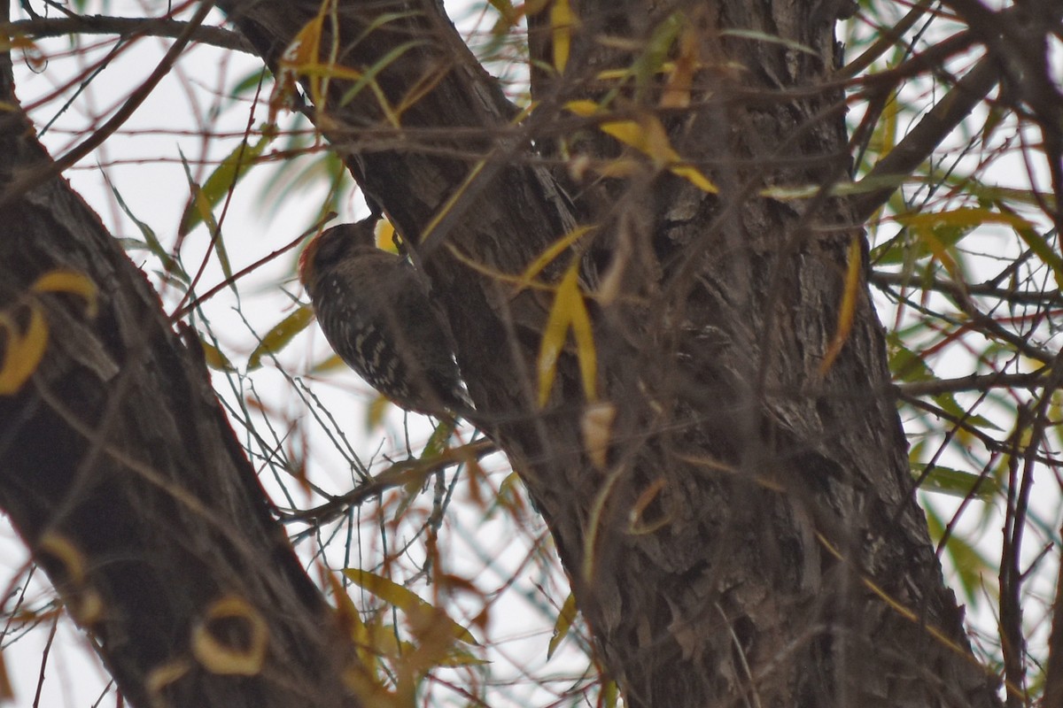 Ladder-backed Woodpecker - Joanna  Kane